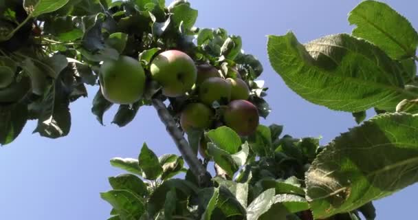Verse rode appels aan de boom — Stockvideo