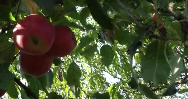 Manzanas rojas frescas en el árbol — Vídeo de stock