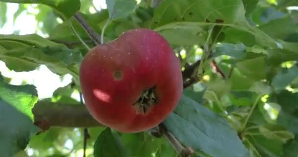 Apple on a branch of an apple tree affected by pests — Stock Video