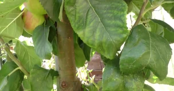 Manzanas rojas frescas en el árbol — Vídeo de stock