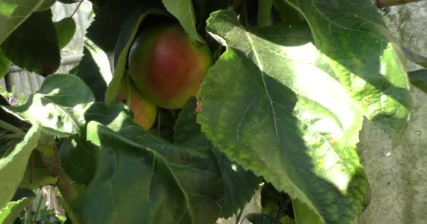 Свіжі червоні яблука на дереві — стокове відео