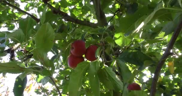 Свіжі червоні яблука на дереві — стокове відео