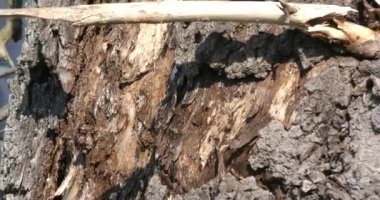 Kocaman bir ağacın boşluğunda arı sürüsü.