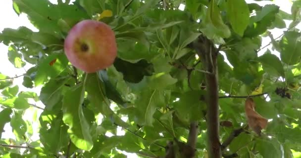 Čerstvá červená jablka na stromě — Stock video