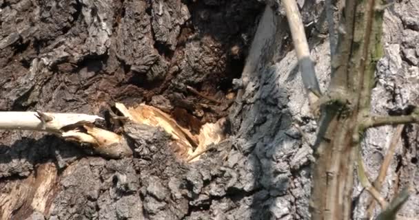 Bienenschwarm in der Mulde eines riesigen Baumes — Stockvideo