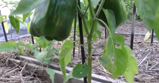 Jesienny ogród, krzewy papryki z owocami — Wideo stockowe