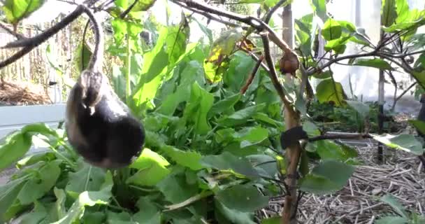 Herfsttijd. de aubergine struik draagt nog steeds vruchten — Stockvideo