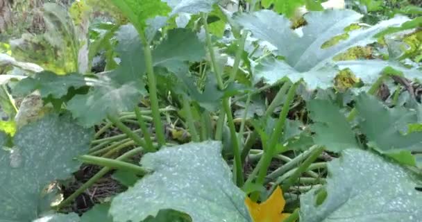 Hora do Outono. o arbusto de abobrinha ainda está em flor — Vídeo de Stock