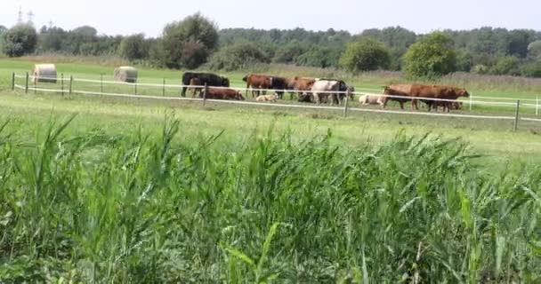 Autumn Cows Graze Field Fence — Stock Video