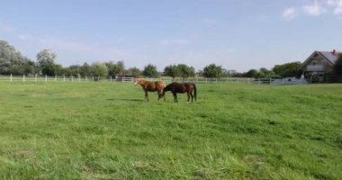 Yeşil çimlerde özel çitler, safkan atlar otluyor.