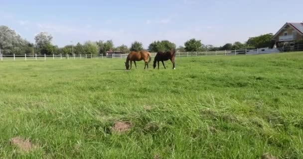 Clôture Spéciale Sur Pelouse Verte Chevaux Race Broutent — Video