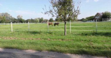 Yeşil çimlerde özel çitler, safkan atlar otluyor.