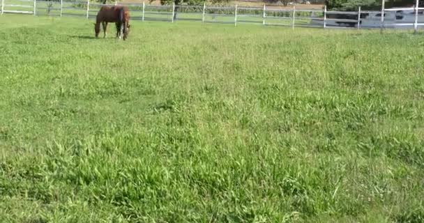 Speciaal Hek Het Groene Grasveld Raszuivere Paarden Grazen — Stockvideo