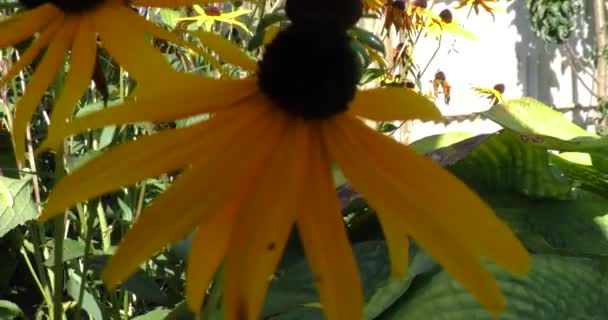 Der Herbst Ist Gekommen Blumen Verwelken Garten — Stockvideo