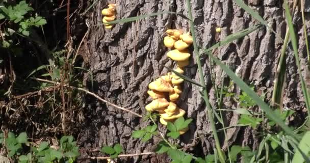 Funghi Giorno Autunno Crescono Tronco Albero — Video Stock