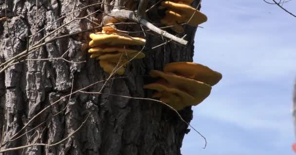 Funghi Giorno Autunno Crescono Tronco Albero — Video Stock