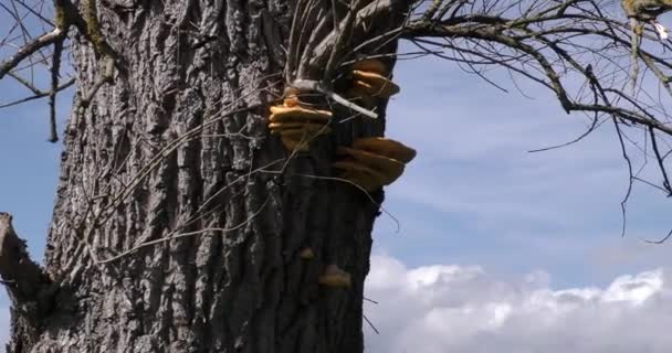 Cogumelos Dia Outono Crescem Tronco Árvore — Vídeo de Stock