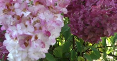 Sonbahar zamanı, bahçede çiçekler soluyor.