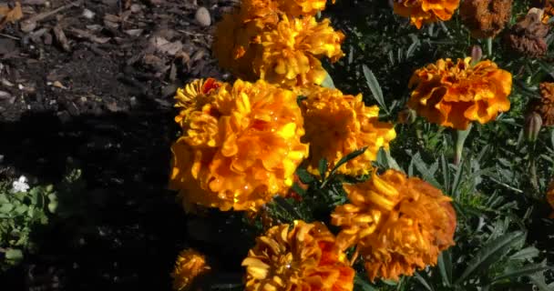 Otoño Las Flores Marchitan Jardín — Vídeos de Stock