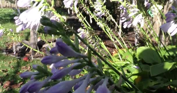 Der Herbst Ist Gekommen Blumen Verwelken Garten — Stockvideo