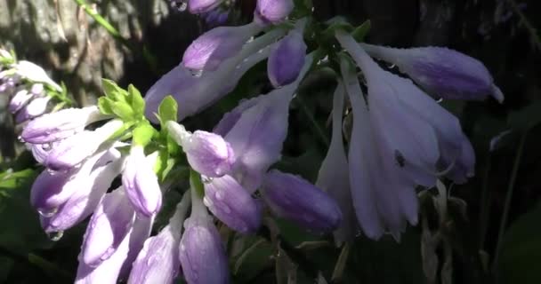 Nadchodzi Jesień Kwiaty Usychają Ogrodzie — Wideo stockowe