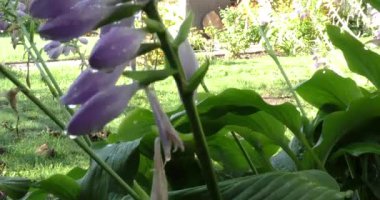 Sonbahar geldi, bahçede çiçekler soluyor.