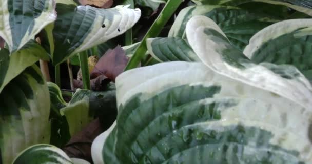 Nahaufnahme Einer Makroweichschnecke Die Auf Einem Grünen Blatt Sitzt — Stockvideo