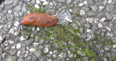 Beton yolda sürünen büyük kahverengi sümüklü böcek.