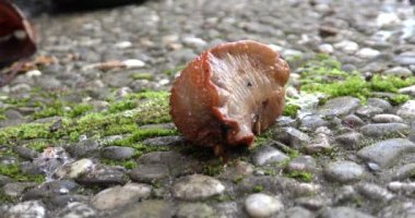 Kahverengi sümüklü böcek (Arion vulgaris) beton kiremitler üzerinde sürünüyor. yakın plan