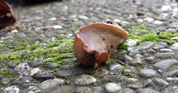 Babosa Marrón Arion Vulgaris Arrastrándose Sobre Baldosas Hormigón Primer Plano — Vídeos de Stock