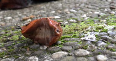 Kahverengi sümüklü böcek (Arion vulgaris) beton kiremitler üzerinde sürünüyor. yakın plan