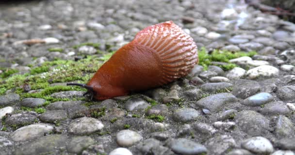 Babosa Marrón Arion Vulgaris Arrastrándose Sobre Baldosas Hormigón Primer Plano — Vídeos de Stock