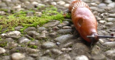 Kahverengi sümüklü böcek (Arion vulgaris) beton kiremitler üzerinde sürünüyor. yakın plan