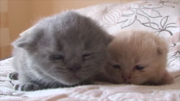 Small kittens — Stock Video