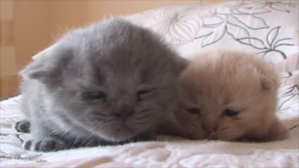 Gatitos pequeños — Vídeos de Stock