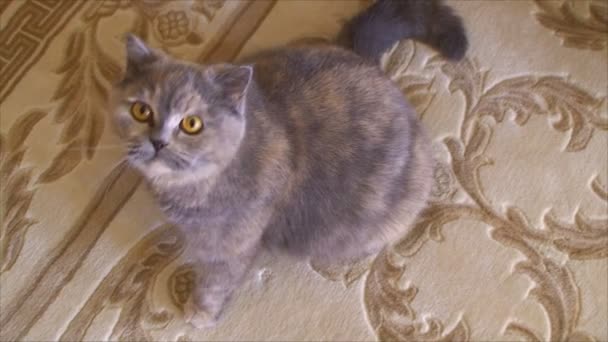 Cat sits on the carpet — Stock Video