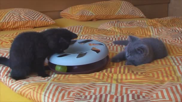 Little kittens playing with a toy — Stock Video