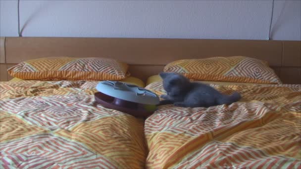 Μικρά γατάκια που παίζουν στο κρεβάτι — Αρχείο Βίντεο