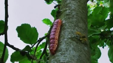Ağaç üzerinde sürünerek Caterpillar