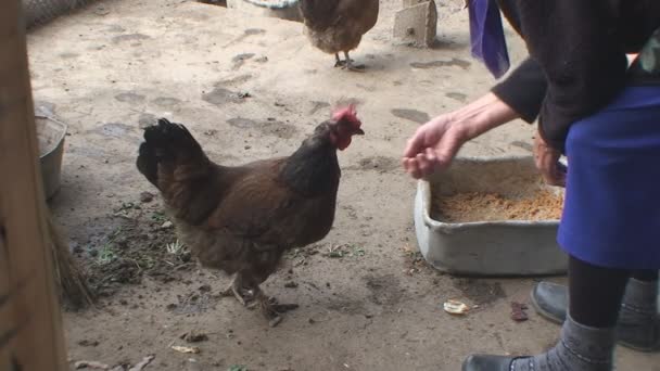 Poulet multicolore picore grain d'une main — Video