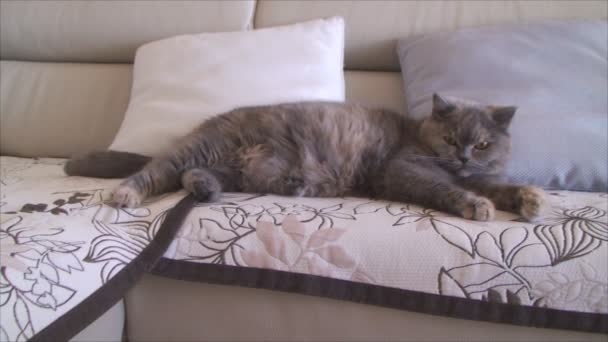 Cat lies on the couch — Stock Video