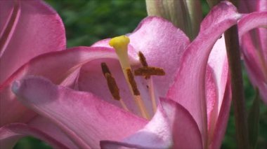 Güzel pembe Lily çiçekleri Bahçe
