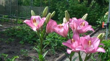 İhale turuncu lilyum bahçede büyür