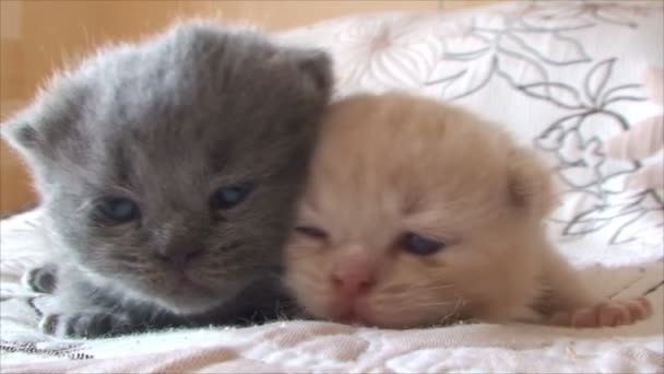 Brittiska stamtavla kattungar i olika färger — Stockvideo