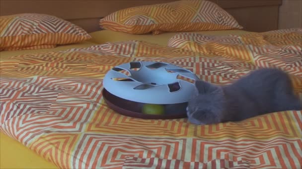 Thoroughbred British kitten playing with a toy on the bed — Stock Video