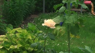Rose arsa üzerinde büyüyor