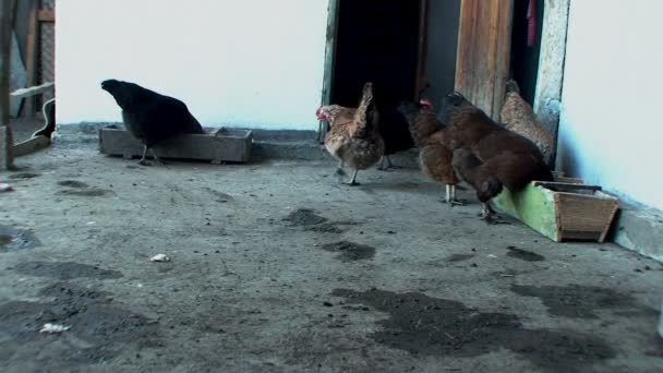Красиві, добре підгодовані кури випльовують зерно в курнику — стокове відео