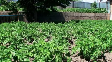 Patates kişisel bir arsa üzerinde büyümek