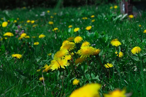 Jeunes pissenlits poussent dans la prairie — Photo