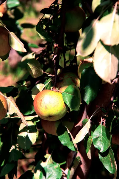 Manzano con manzanas maduras — Foto de Stock